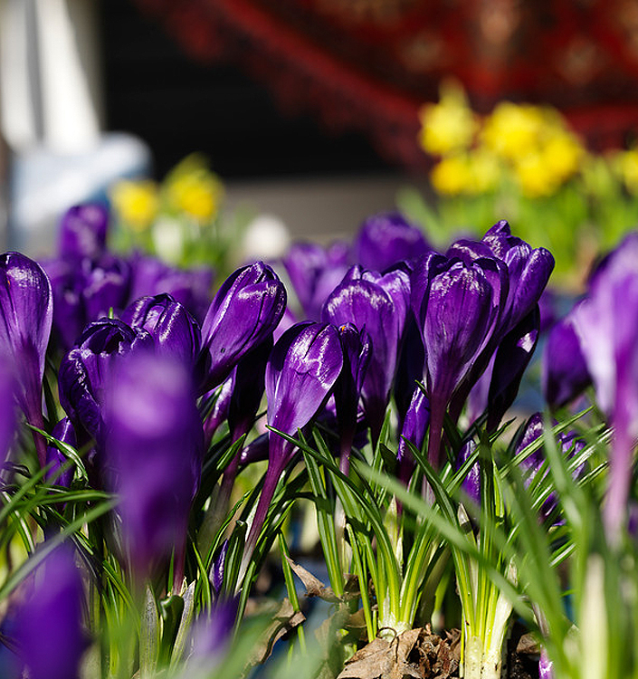 Crocus vernus FLOWER RECORD