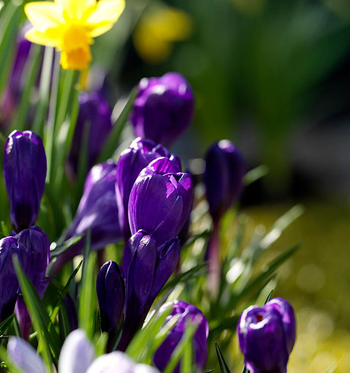 Crocus vernus FLOWER RECORD