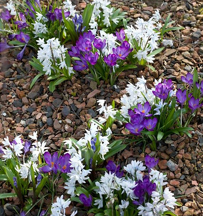 Crocus vernus FLOWER RECORD