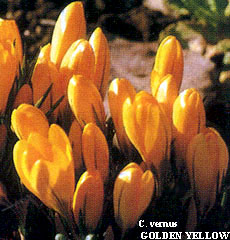 Crocus vernus GOLDEN YELLOW (C. flavus L.Y.)
