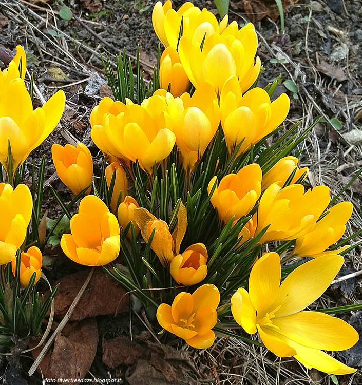 Crocus vernus GOLDEN YELLOW (C. flavus L.Y.)