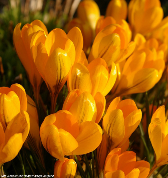 Crocus vernus GOLDEN YELLOW (C. flavus L.Y.)