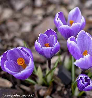 Crocus vernus GRAND MAITRE