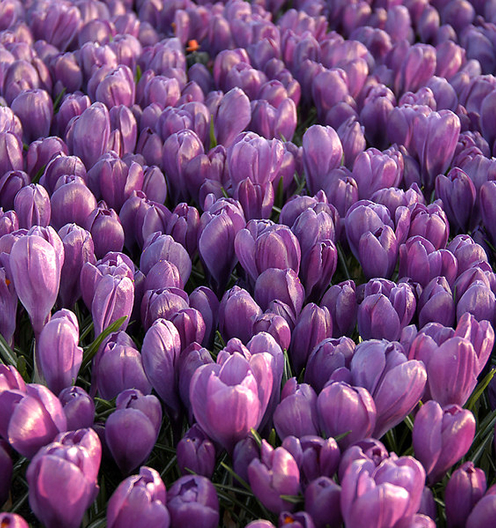 Crocus vernus GRAND MAITRE