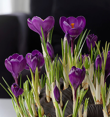 Crocus vernus GRAND MAITRE