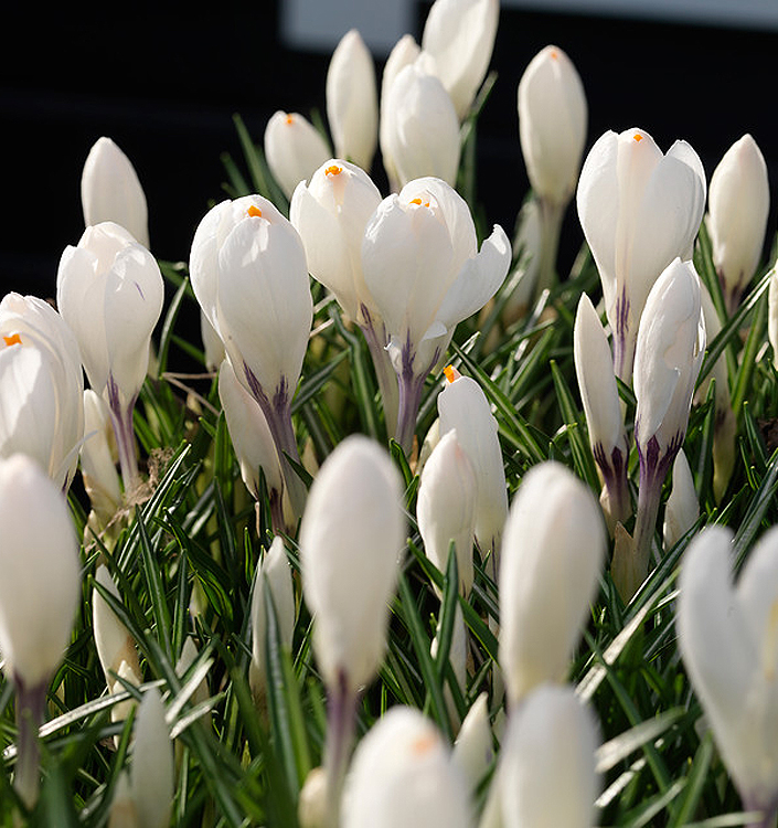 Crocus vernus JEANNE D'ARC