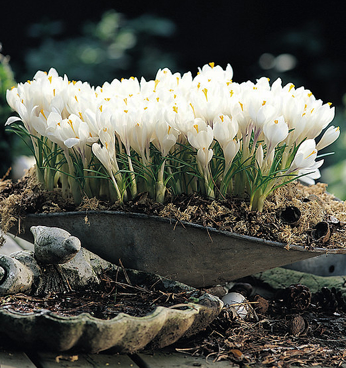 Crocus vernus JEANNE D'ARC