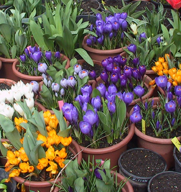 Crocus vernus MIX