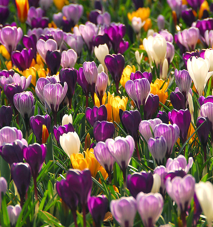 Crocus vernus MIX