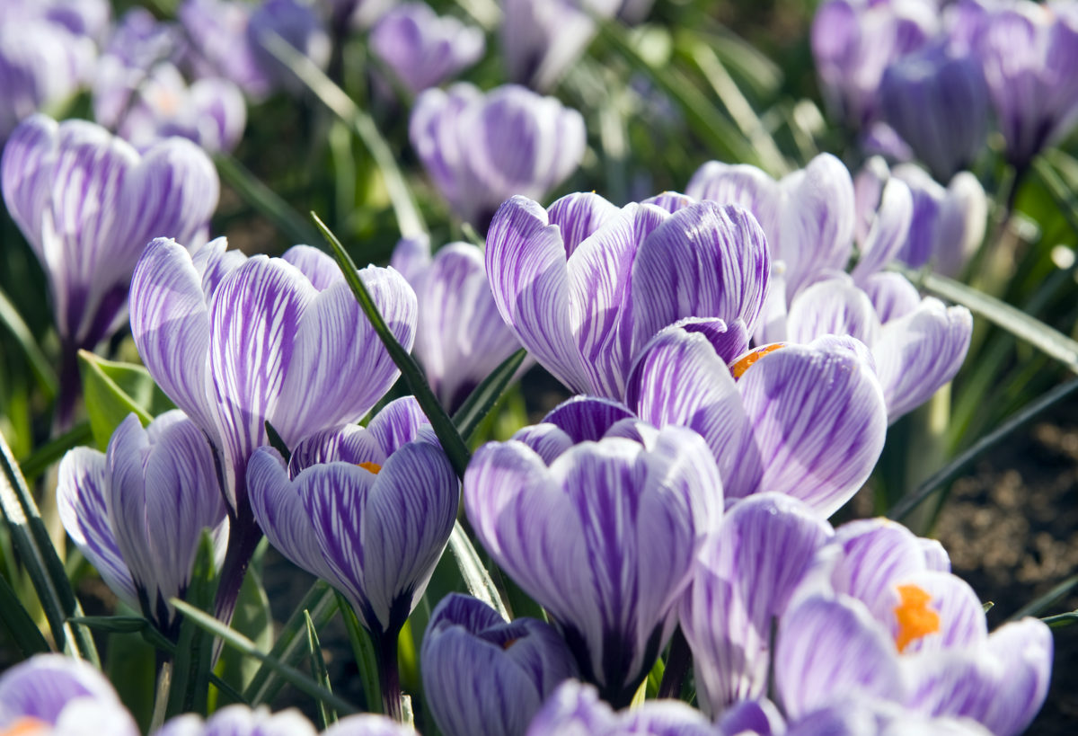 Crocus vernus PICKWICK