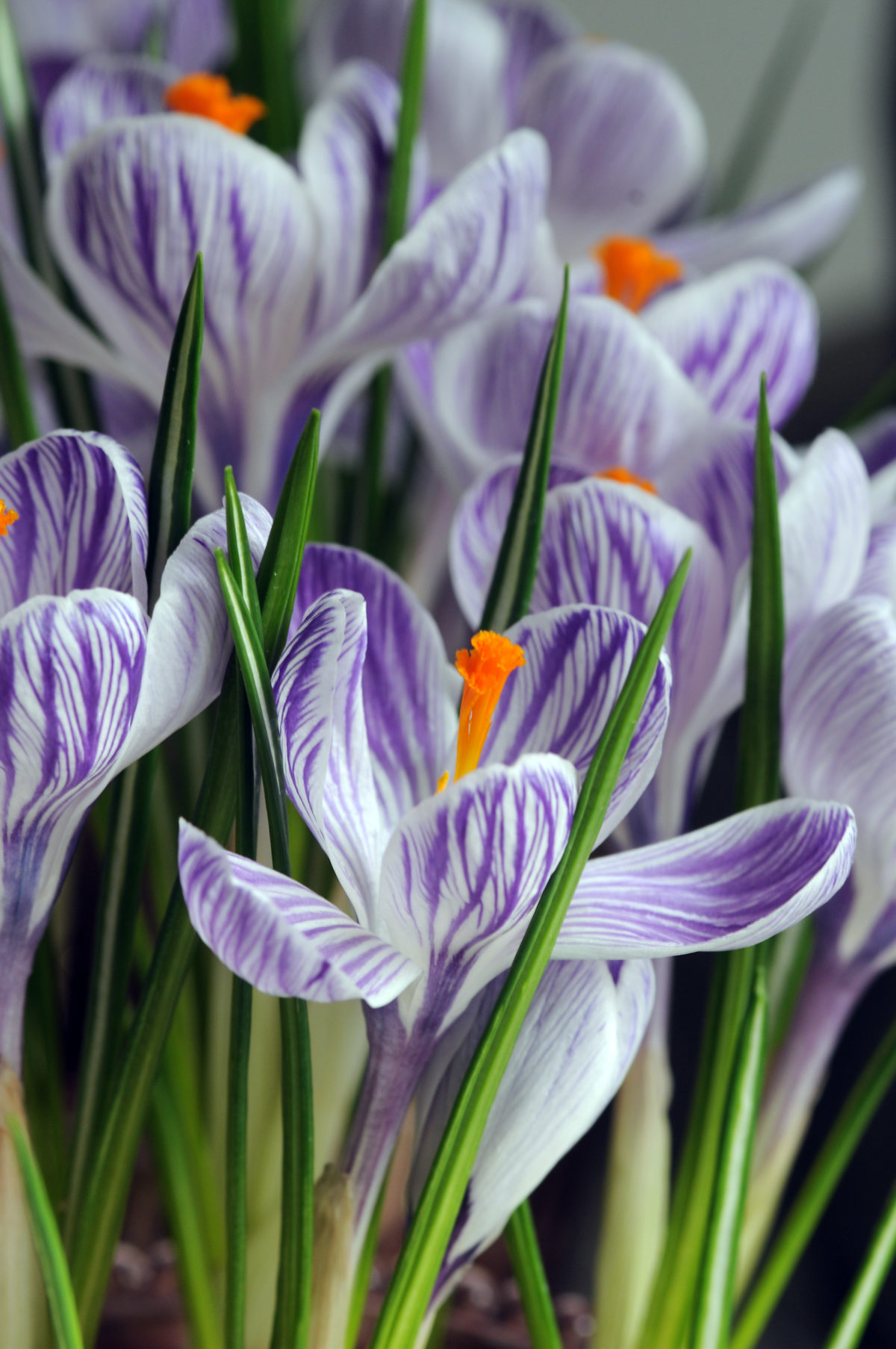 Crocus vernus PICKWICK