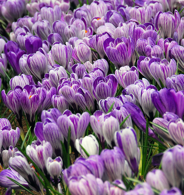 Crocus vernus PICKWICK