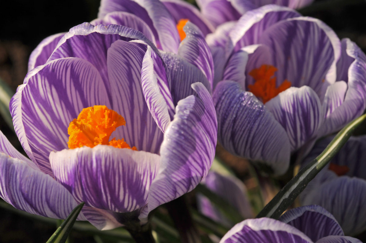 Crocus vernus PICKWICK