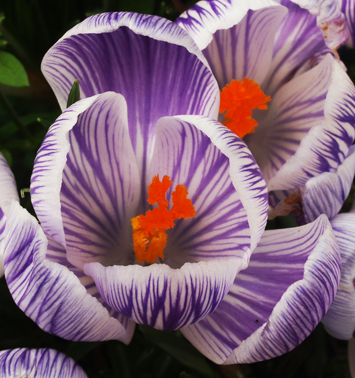 Crocus vernus PICKWICK