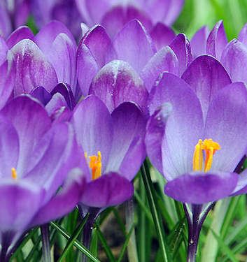 Crocus vernus REMEMBRANCE