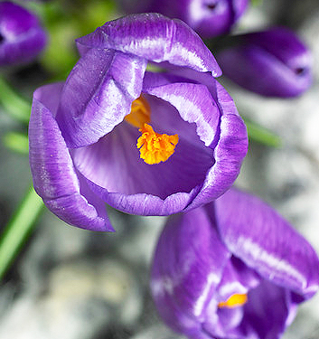 Crocus vernus REMEMBRANCE