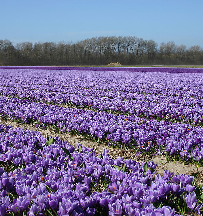 Crocus vernus REMEMBRANCE