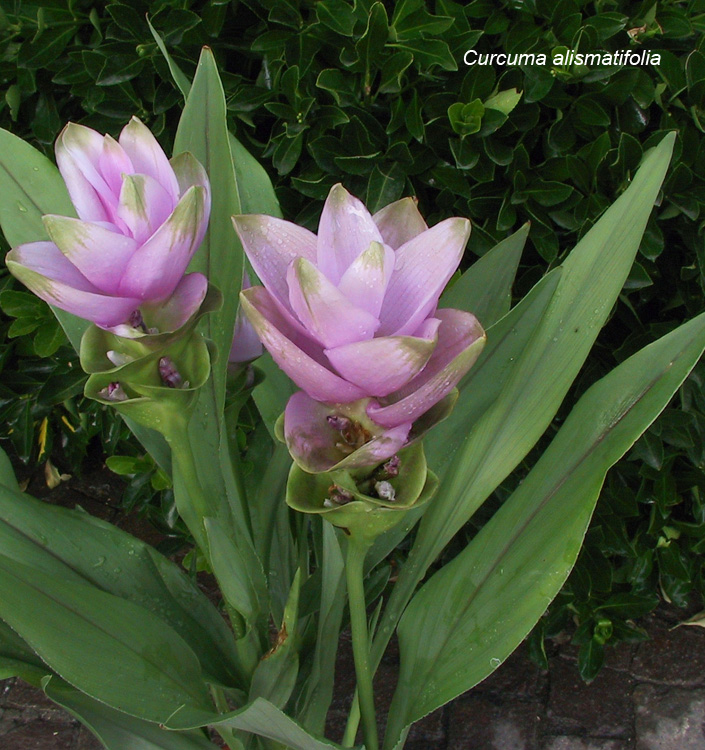 Curcuma alismatifolia