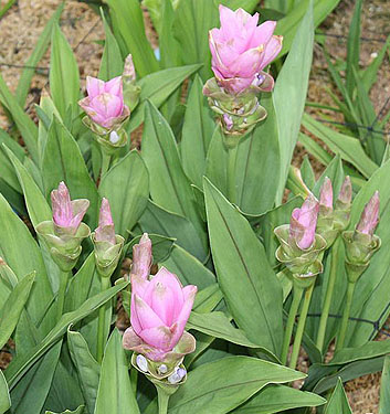 Curcuma alismatifolia