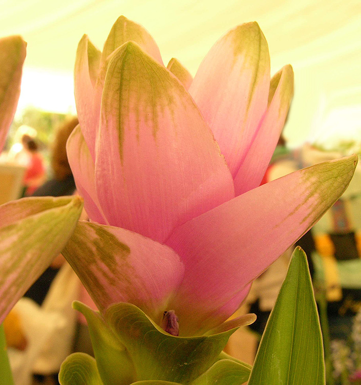 Curcuma alismatifolia