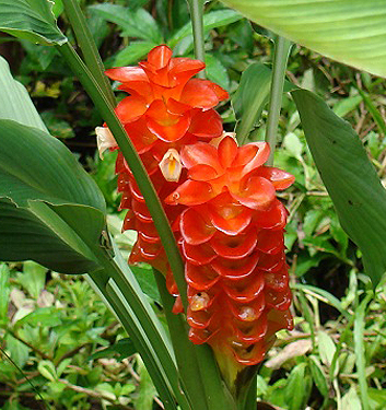 Curcuma roscoeana