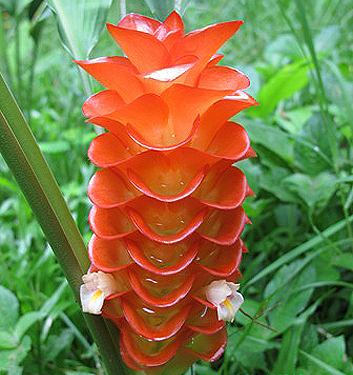 Curcuma roscoeana