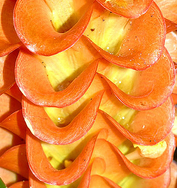 Curcuma roscoeana