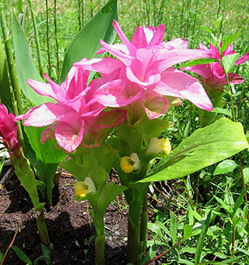 Curcuma zedoaria PINK WONDER