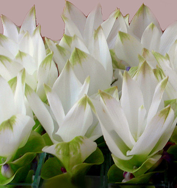 Curcuma zedoaria WHITE WONDER