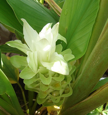Curcuma zedoaria WHITE WONDER