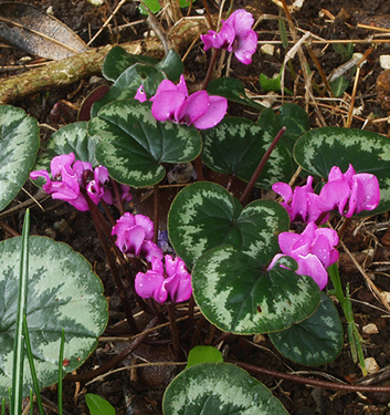 Cyclamen ibridi coum
