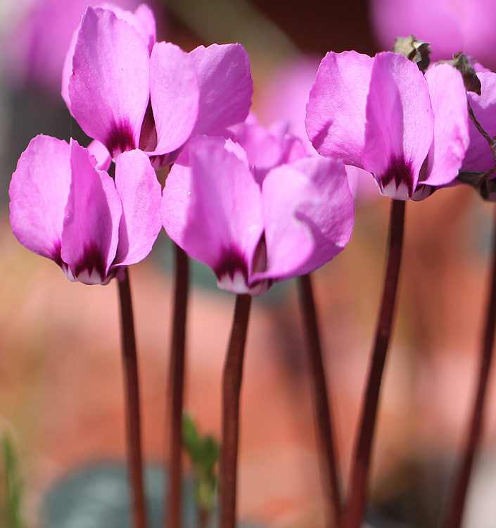 Cyclamen ibridi coum