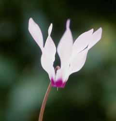 Cyclamen persicum