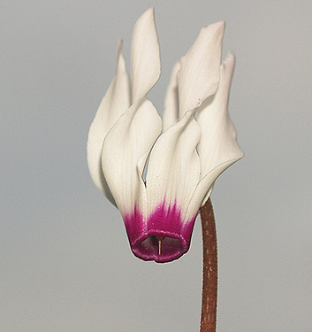 Cyclamen persicum