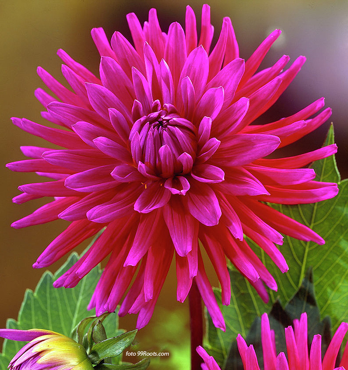 Dahlia (cactus) PURPLE GEM
