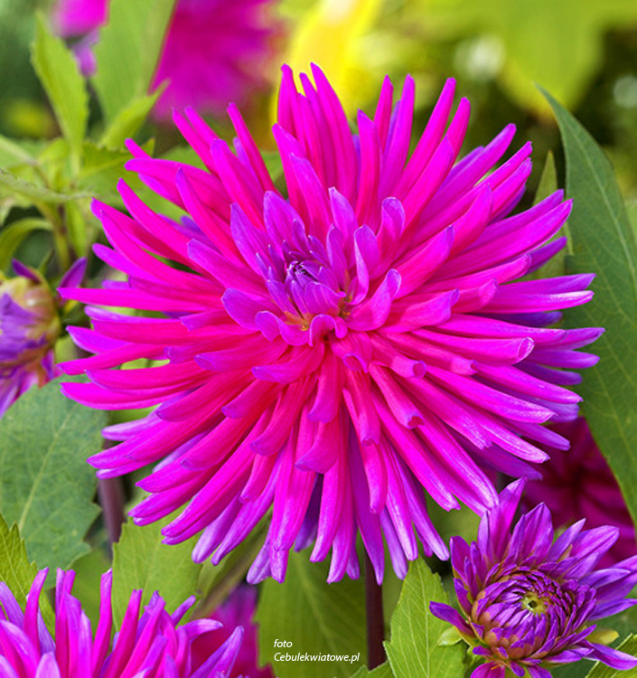 Dahlia (cactus) PURPLE GEM