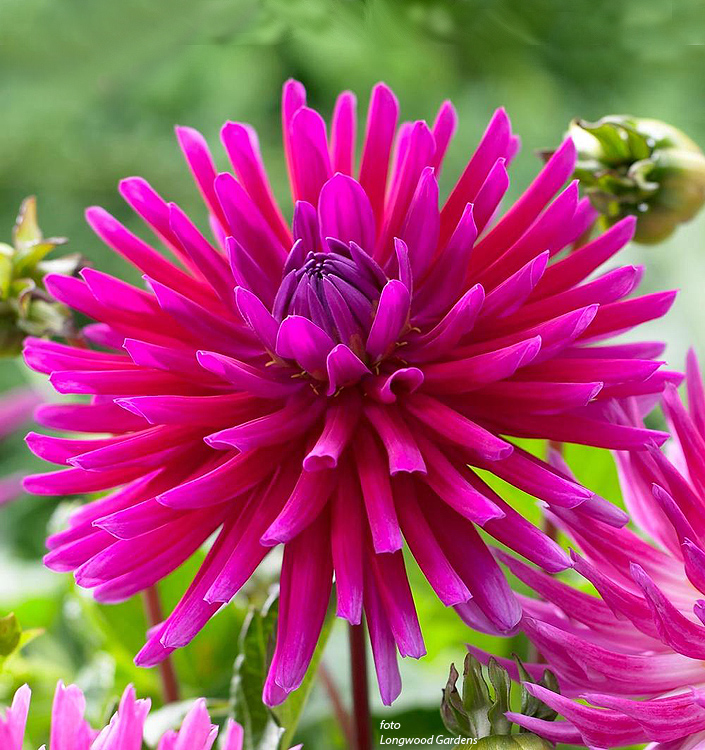 Dahlia (cactus) PURPLE GEM