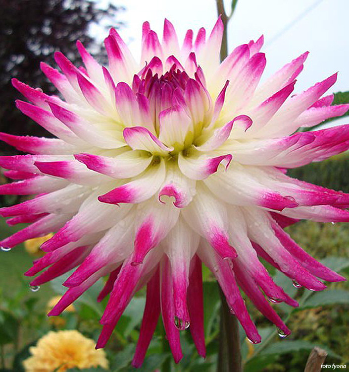 Dahlia (cactus) HAYLEY JANE