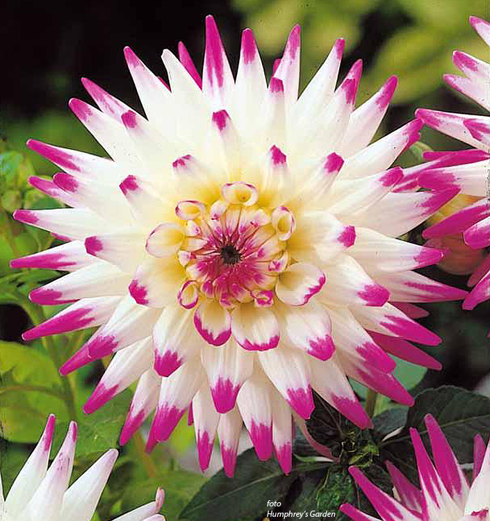 Dahlia (cactus) HAYLEY JANE