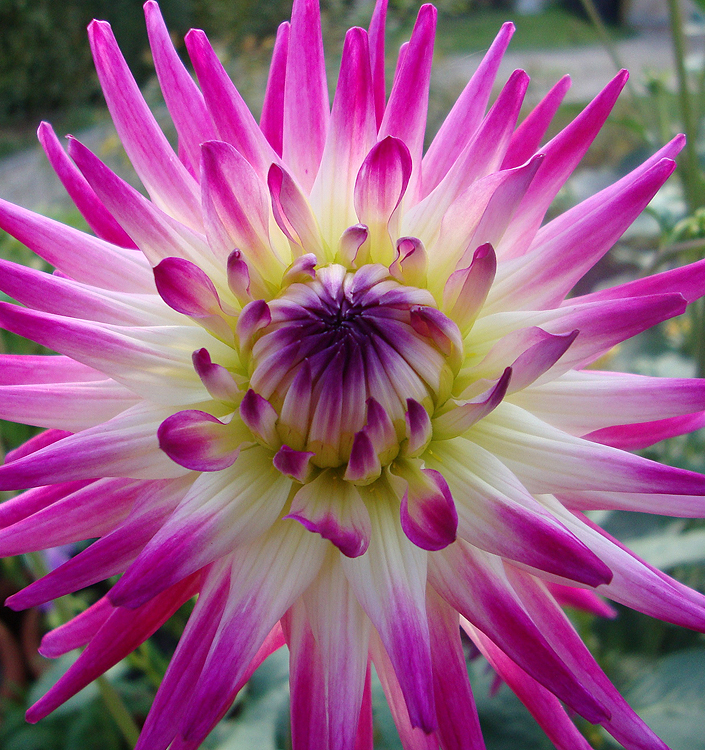 Dahlia (cactus) HAYLEY JANE