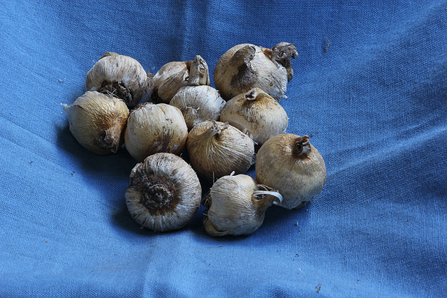 Dichelostemma congestum