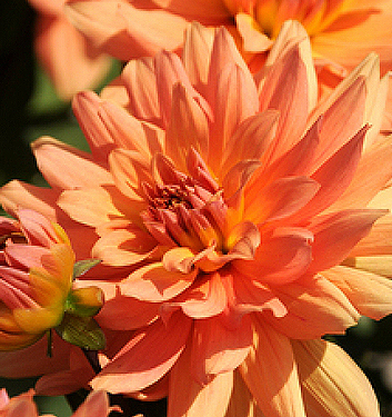 Dahlia (gallery) VINCENT
