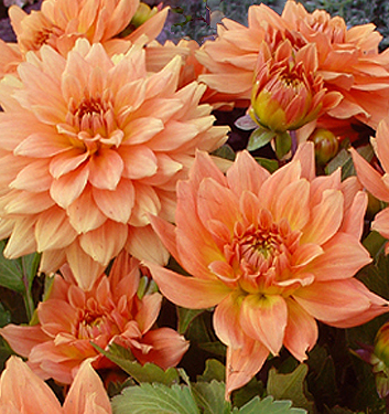 Dahlia (gallery) VINCENT