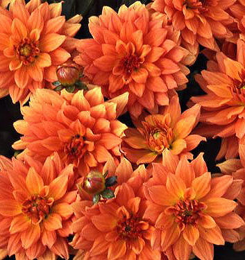 Dahlia (gallery) VINCENT