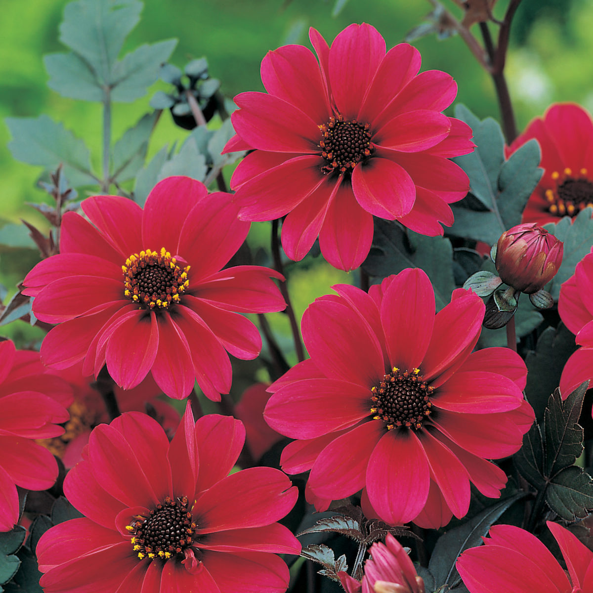 Dahlia (peonia) BISHOP OF CANTERBURY