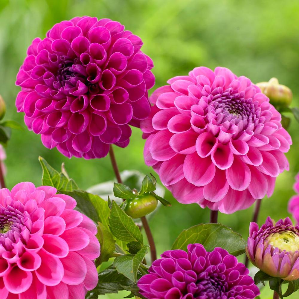 Dahlia (pompon) FRANZ KAFKA