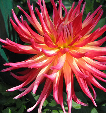 Dahlia (cactus) BORA BORA