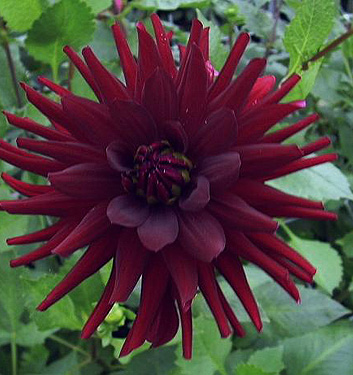Dahlia (cactus) CHAT NOIR