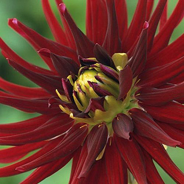 Dahlia (cactus) CHAT NOIR