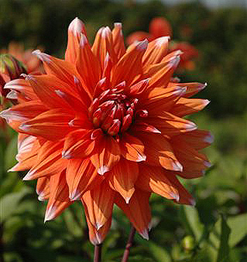 Dahlia (cactus) COLOUR SPECTACLE